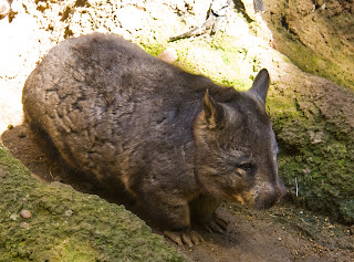 Wombat Wallpaper