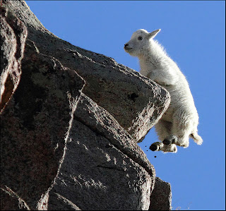  Funny Mountain Goat