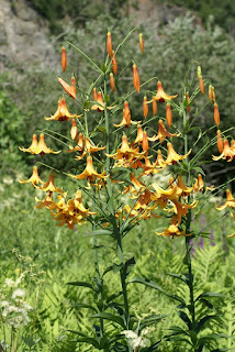 Lys du Canada - Lilium canadense