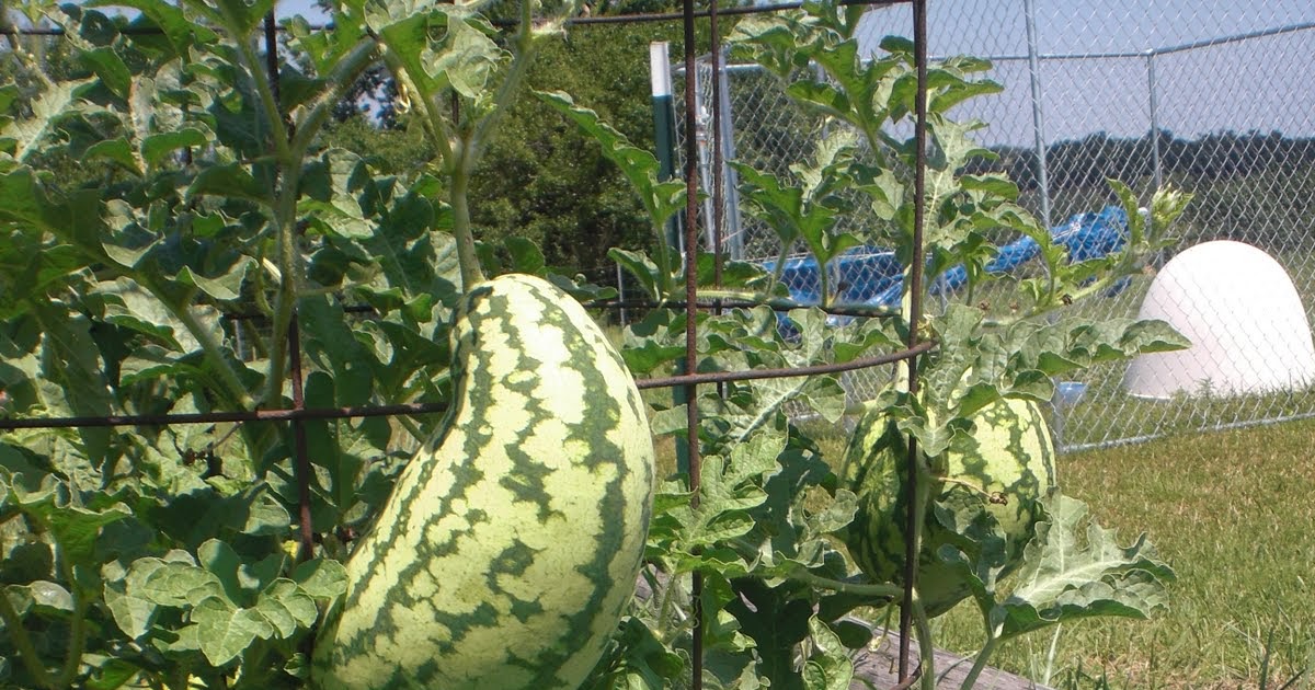 Jenn in The Country Saving Space Growing Watermelon