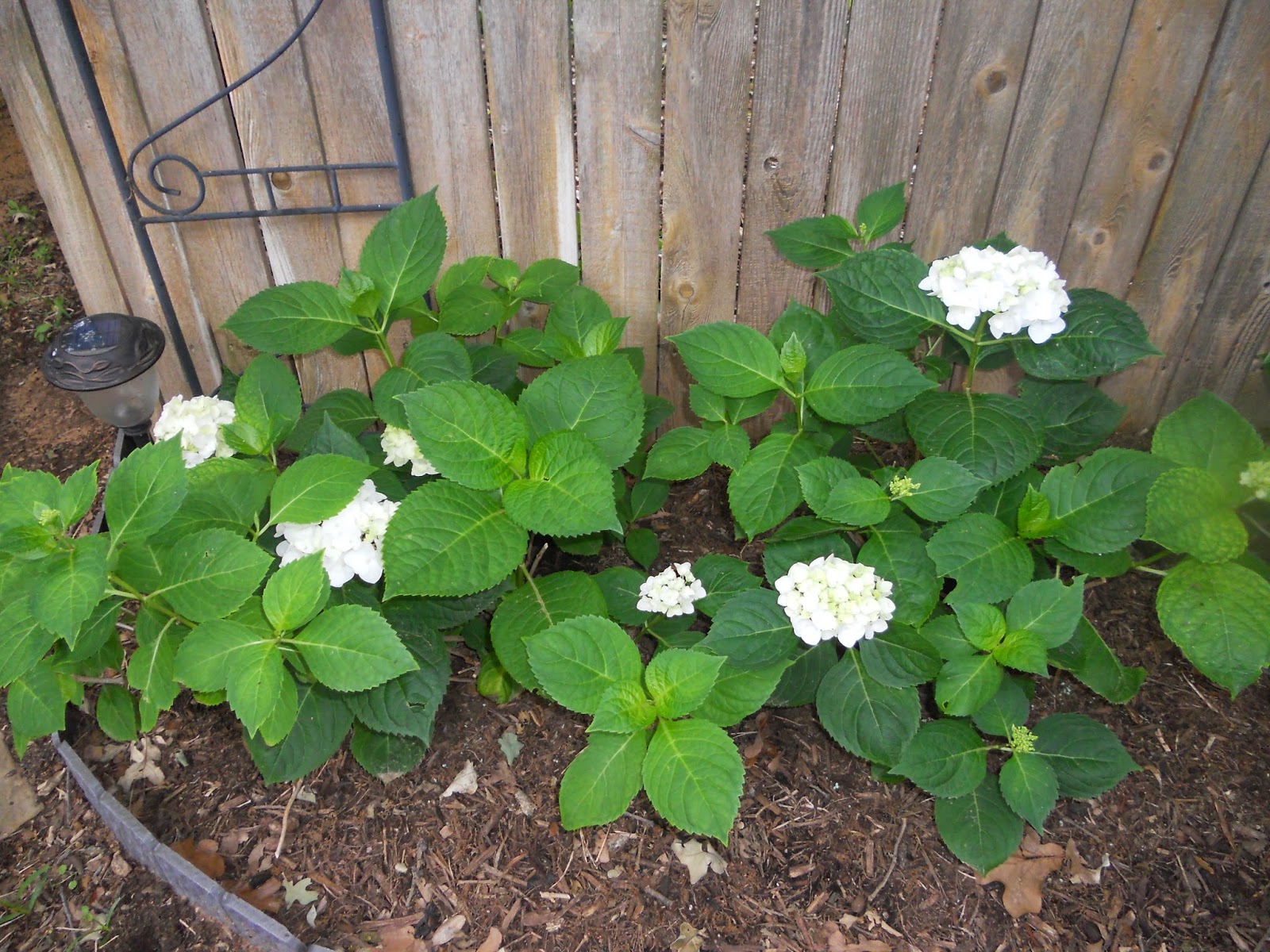  is from my first section of hydrangea shrubs  planted 23 years ago