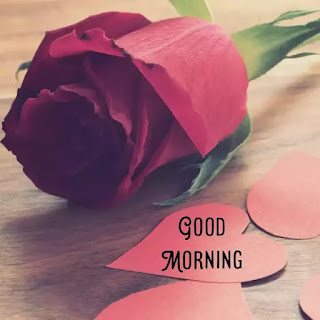 Good morning rose images