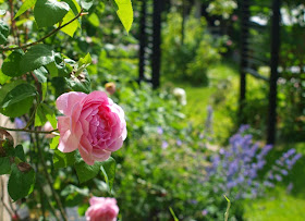 Haverum med sorte konstruktioner og romantiske roser.