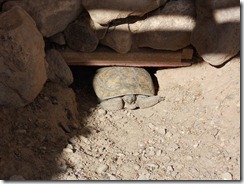 Gopher tortoise