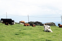 Café Portugal - PASSEIO DE JORNALISTAS nos Açores - São Jorge - Rosais 