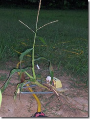 corn and stuff 014