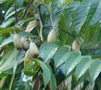 Cedro misionero Cedrela fissilis