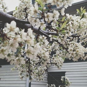 plum tree blossoms