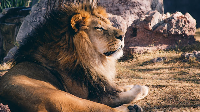 Lion King from Phoenix Zoo HD Wallpaper