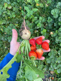 Strawberries and Radish