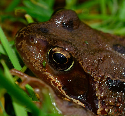 Common frog (Rana temporaria)