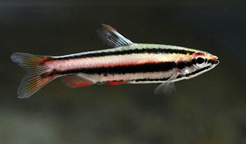 Nannostomus marginatus