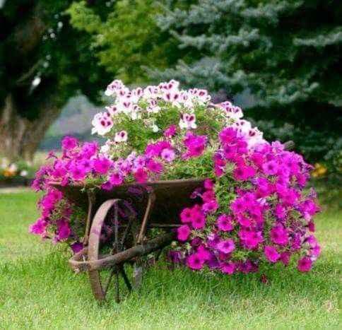 wheelbarrow Flower bed ideas