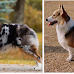 10 Cute Photos of Aussie-Corgis: Australian Shepherd/Corgi Mix