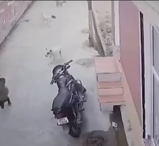 CCTV video shows a dog attacking a toddler in Amroha, UP, while the boy flees for his life