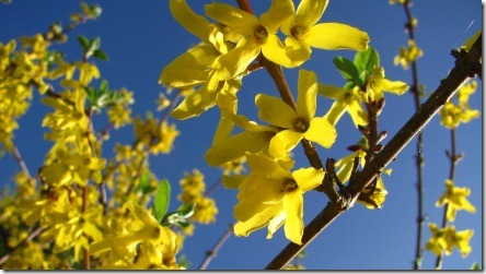 forsythia-2012-03