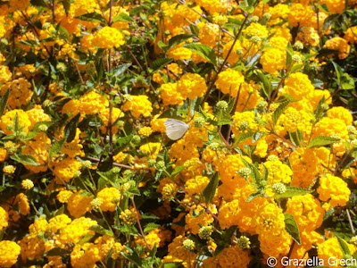 malta yellow lantana