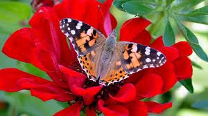 Flower Free Wallpapers
