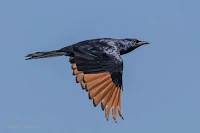 Birds In Flight Photography Cape Town with Canon EOS 7D Mark II