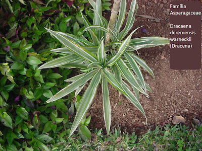 Nome Técnico: Dracaena deremensis Nomes Populares: Dracena, dragoeiro, pau-d'água, coqueiro-de-vênus, dracena-deremenis, cana-agna, cana-índia, tronco-do-brasil, pau-do-brasil Família: Ruscaceae