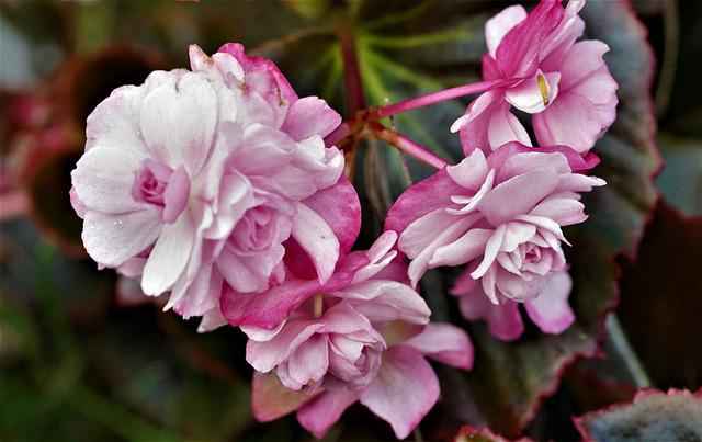 Tuberous Begonia Care Guide Tips and Growing