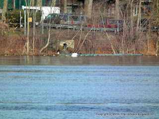 Water Fowl, 12/06/10 Lake Cochituate