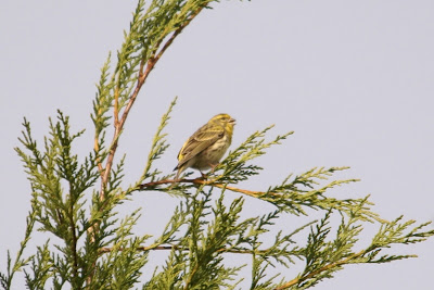 Wylde Kanarje - Europese Kanarie - Serinus serinus