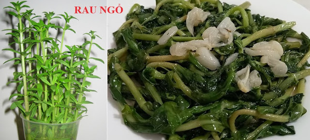 NHỮNG VỊ THUỐC QUANH TA - Rau Ngổ