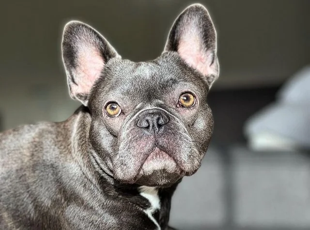 most common French Bulldog behavior problems