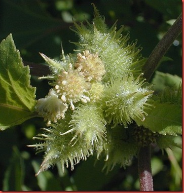 common cocklebur