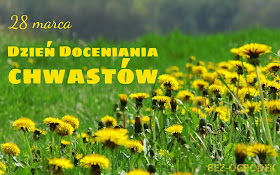 Dzień Doceniania Chwastów