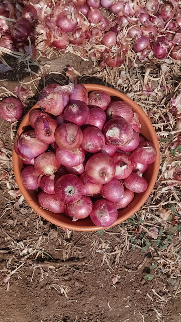 Onion is Now Available At Cheap Prices