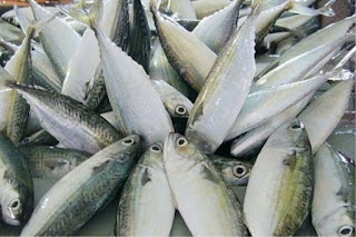 Ikan Kembung