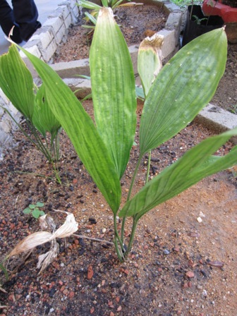 Bayu Lestari: TAMANAN HERBA - 1