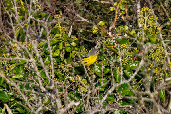 Magnolia warbler