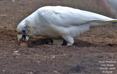 Western corella