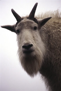 picture of a mountain goat named GoatsDaddy