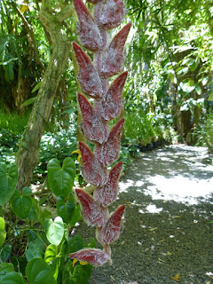 Heliconia vellerigera