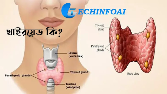 থাইরয়েড কি? | What is Thyroid in Bengali