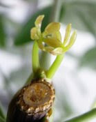 new growth starting on parasol plant