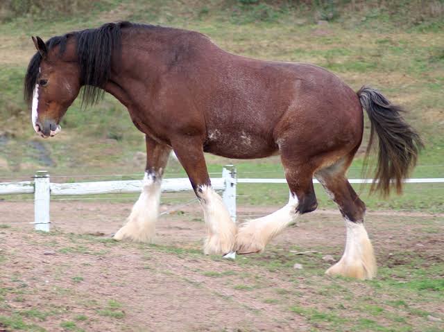 Clydesdale is part of the most expensive horse breeds in the world.