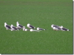 Yellow-legged Gull