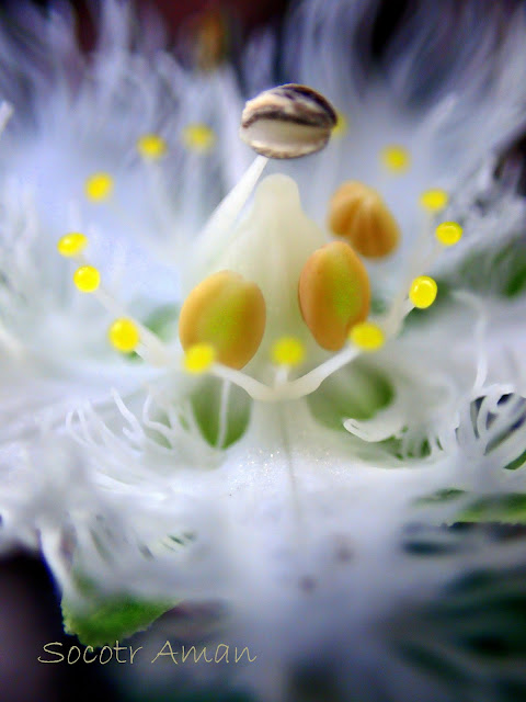 Parnassia foliosa