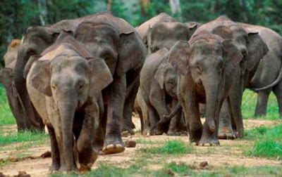 populsai gajah