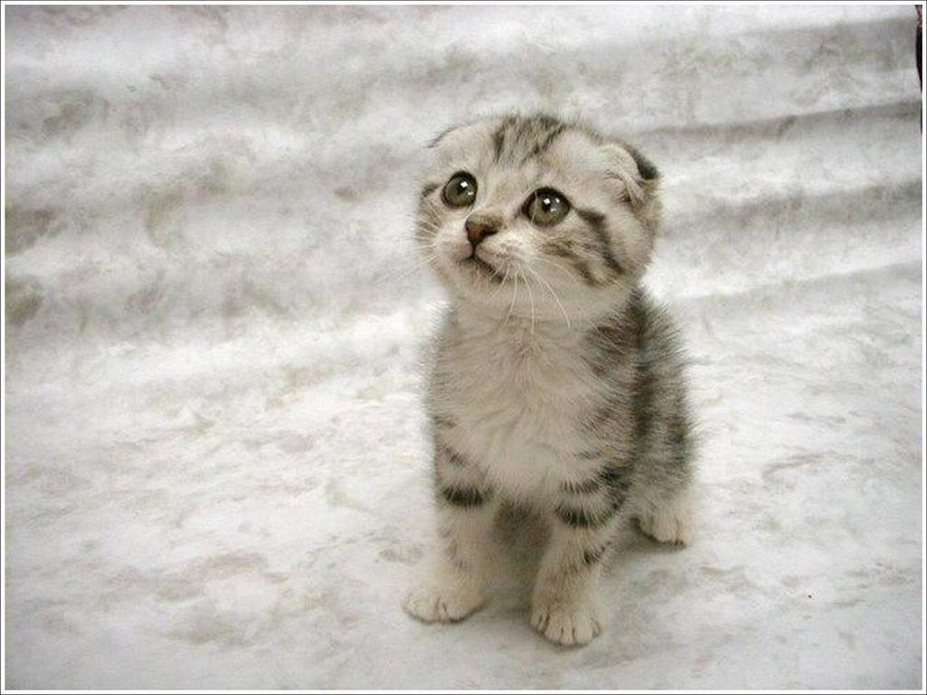 Funny Image Gallery: Cute Cats and Kittens pictures!