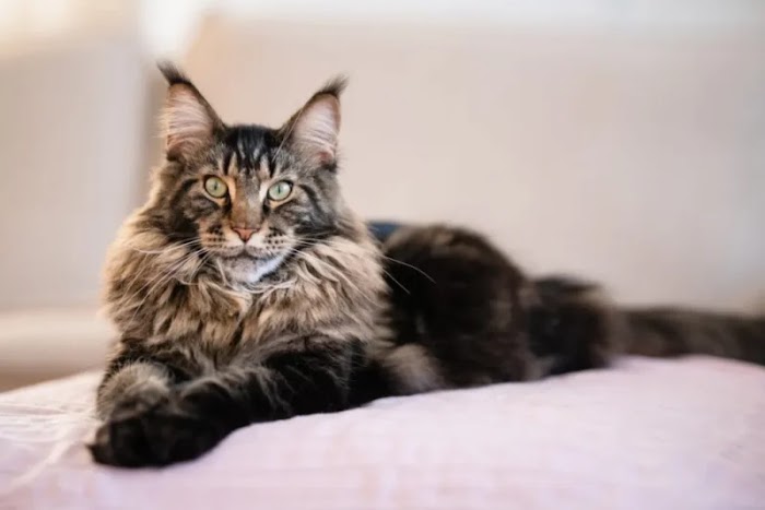 Unlocking the Allure: A Vet's Insight into Black Maine Coon Cat Breeds