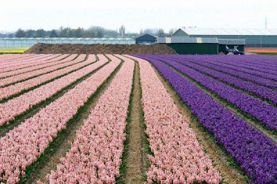 Tulip fields Netherlands