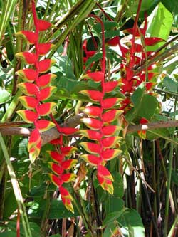 I see bamboo, tropical flowers