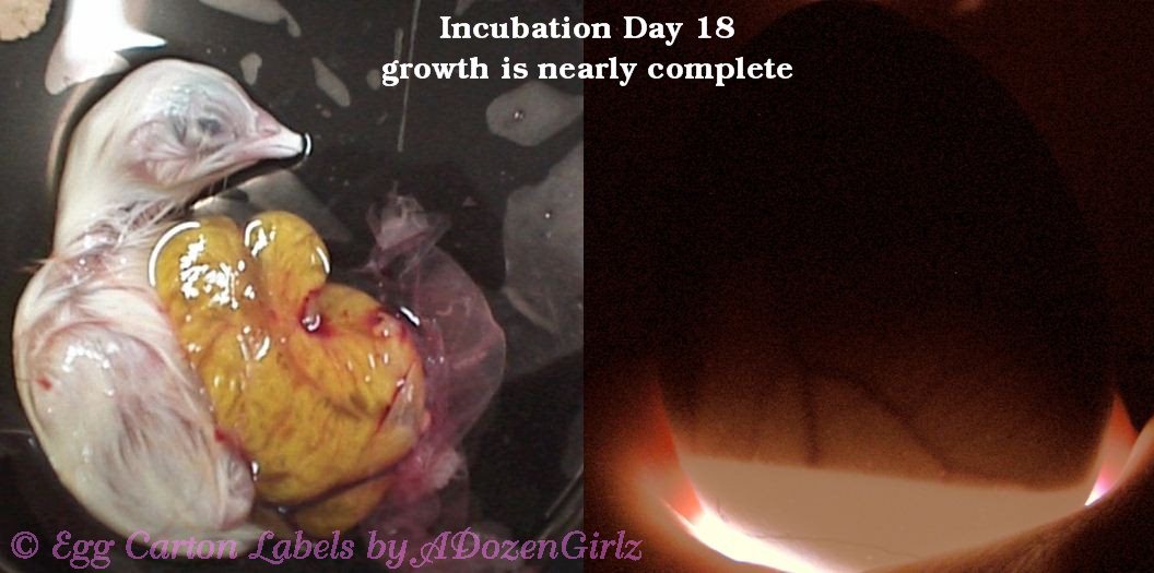 The Chicken Chick®: Chicken Embryo Development, views from the Inside 