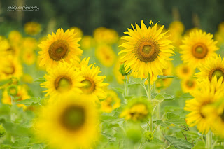 รูปภาพยามเช้าสวยๆ, ภาพสวัสดีตอนเช้าสวยๆ, ภาพวิวตอนเช้าสวยๆ, รูป ธรรมชาติ ยาม เช้า ล่าสุด, รูป ดอกไม้ สวัสดี ตอน เช้า, ภาพยามเช้าสดใส, ภาพดอกไม้ยามเช้าสวยๆ, ภาพธรรมชาติยามเย็น, รูปพระอาทิตย์ขึ้นตอนเช้า